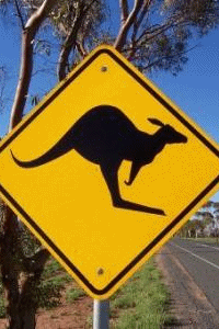 Kangaroo